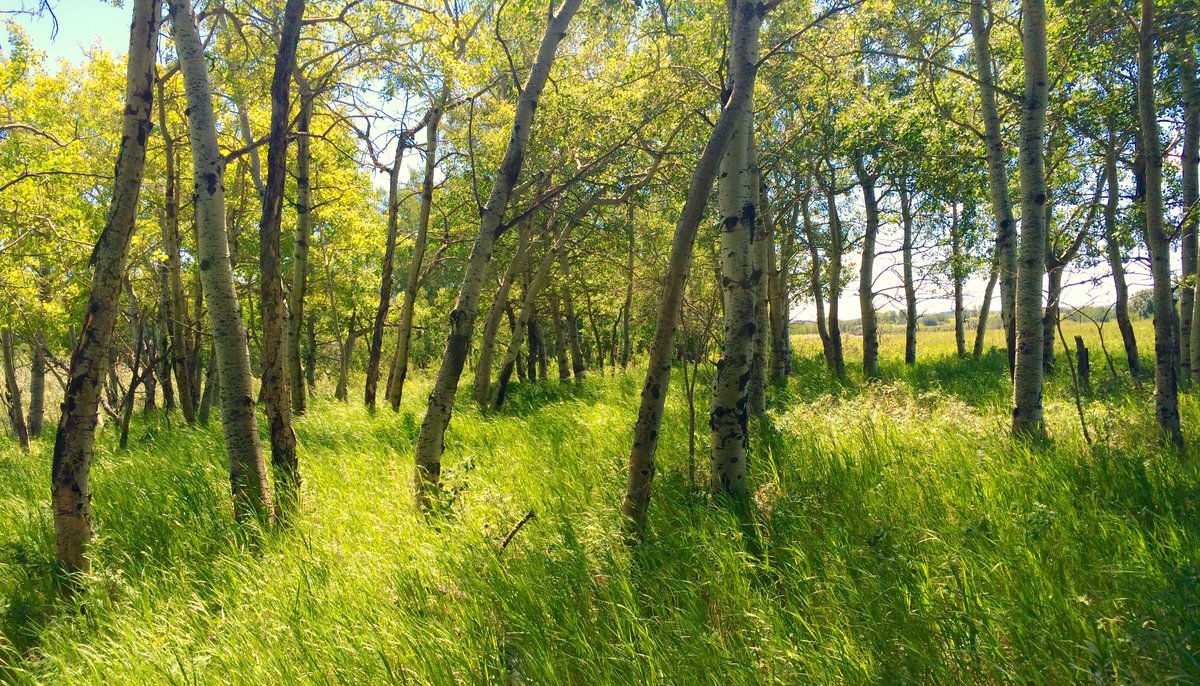peatperformance's tweet photo. Beautiful day in the field with @prairieexplorer #ISLLife πΎ#ISLengineering π#justbiologistthing βοΈ#getpaidforthis πΏ https://t.co/lJwkAzxpGk