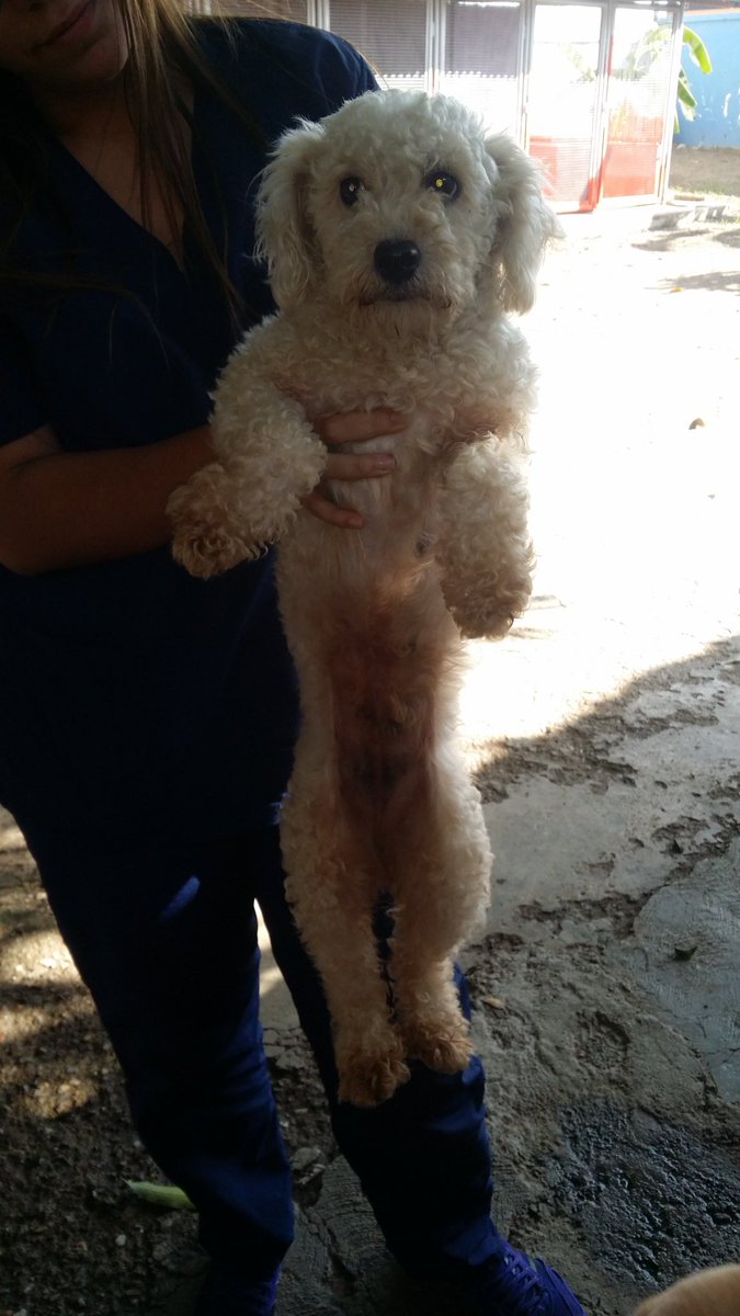 MASCOTASDECALLE's tweet photo. Quizá tu puedes ser el enlace para que consigan una nueva familia. Nos ayudas? En adopción #Caracas https://t.co/s7IMbSzCBd