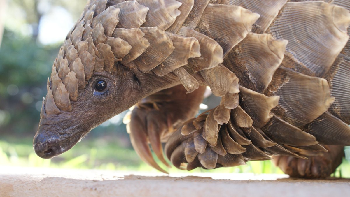 wlt_au's tweet photo. Pangolins are the world's most trafficked mammal. Thankfully those at South African WLT refuge SanWild live freely! https://t.co/ZsmYnH8Ikj