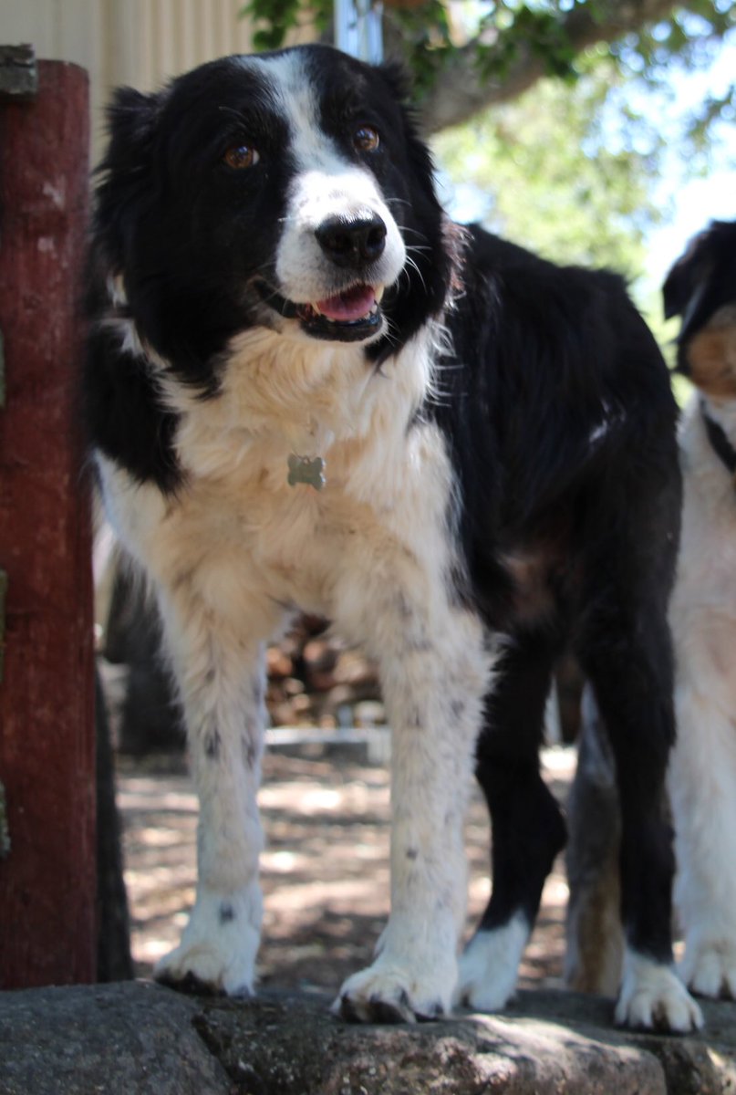 delectuswine's tweet photo. On May 31,the Delectus family lost one of our original members.Fannie Mae(15) was loved by many and will be missed. https://t.co/NMrDG7X7GP