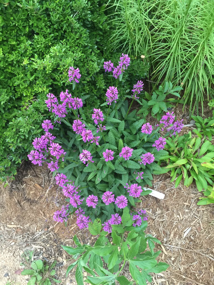 Matt_Dominguez's tweet photo. #My3WordLoveAffair with flowers lately! https://t.co/i3tLoeLPgZ