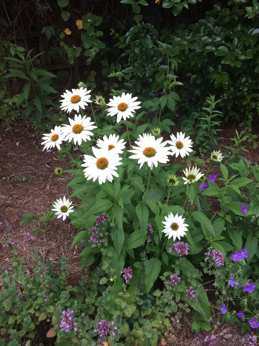 Matt_Dominguez's tweet photo. #My3WordLoveAffair with flowers lately! https://t.co/i3tLoeLPgZ