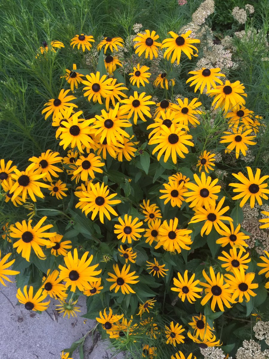 Matt_Dominguez's tweet photo. #My3WordLoveAffair with flowers lately! https://t.co/i3tLoeLPgZ