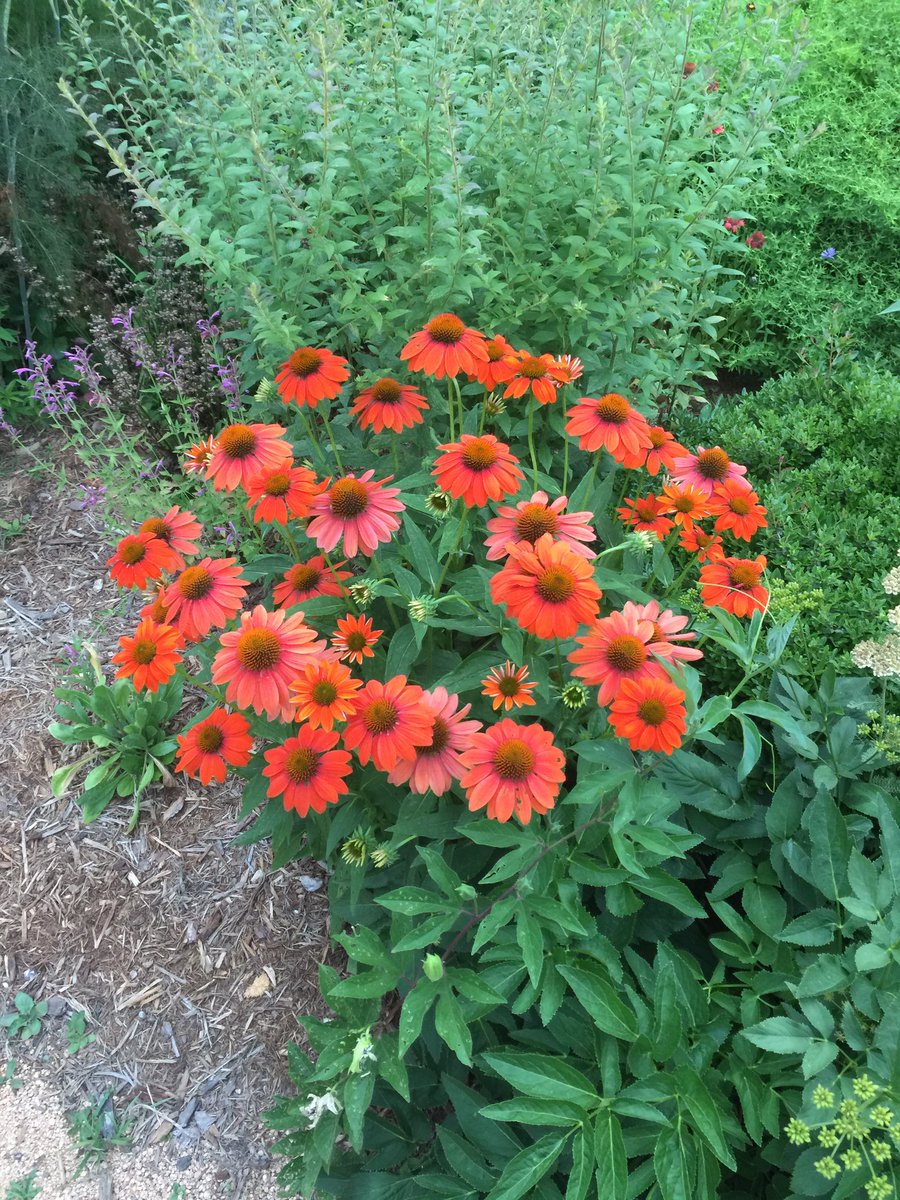 Matt_Dominguez's tweet photo. #My3WordLoveAffair with flowers lately! https://t.co/i3tLoeLPgZ