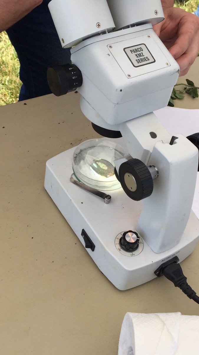 britbreunig's tweet photo. Looking at soybean cyst nematodes today 👍🏽😀🌱 #foundations16 @Insight_FS @GMK_Agronomy https://t.co/1sfVQYsMHp