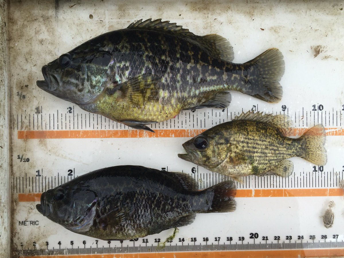 JasonBarnucz's tweet photo. A #RockBass (middle) and #Warmouth comparison from today's Fyke Nets. #greatlakes #wetlands #fisheries #science https://t.co/2tCw3nts0V