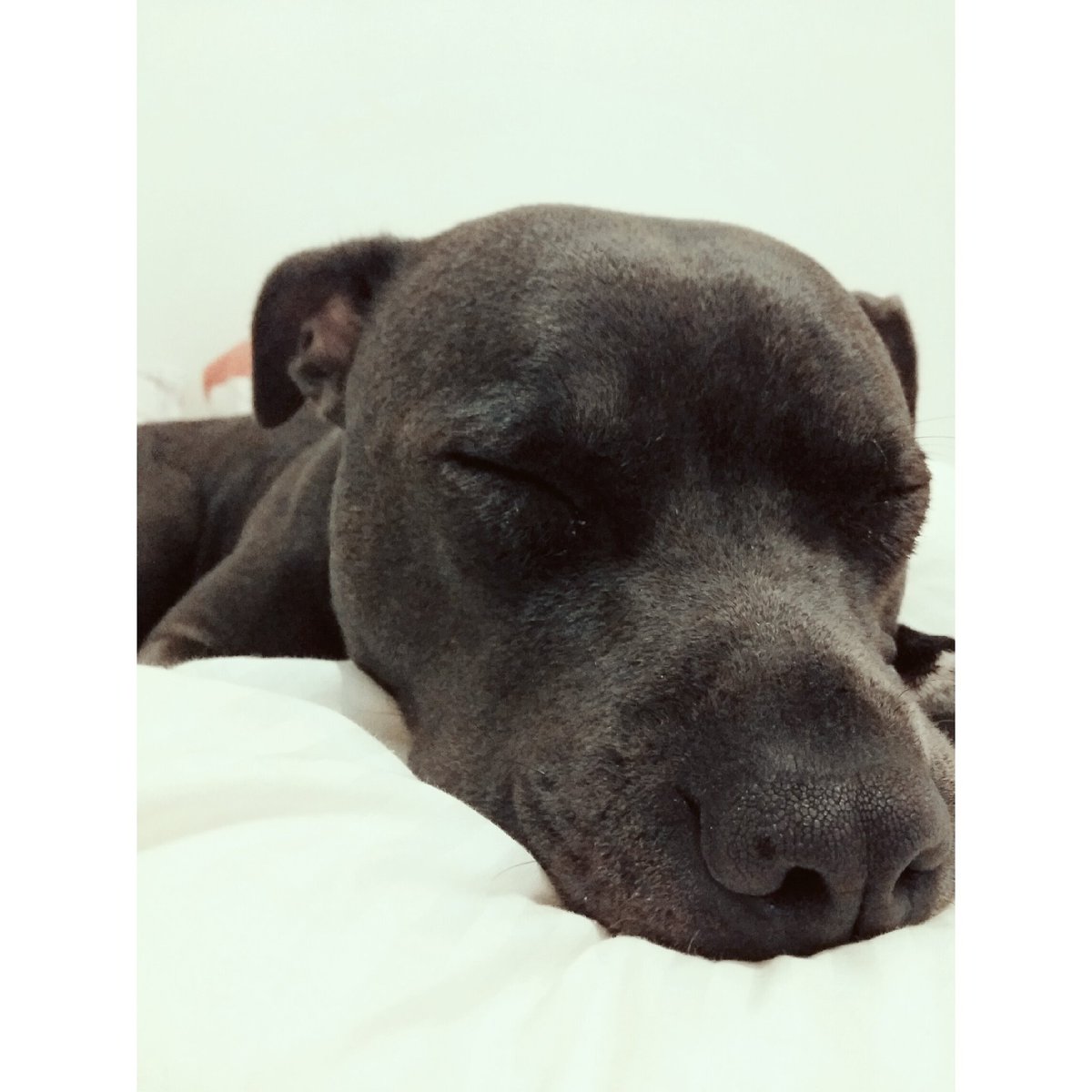 mariannfigueroa's tweet photo. No entiendo como hay gente que puede discriminar la raza de un perro... miren lo que es esto #BebeIndia https://t.co/LBZPwVP7vT