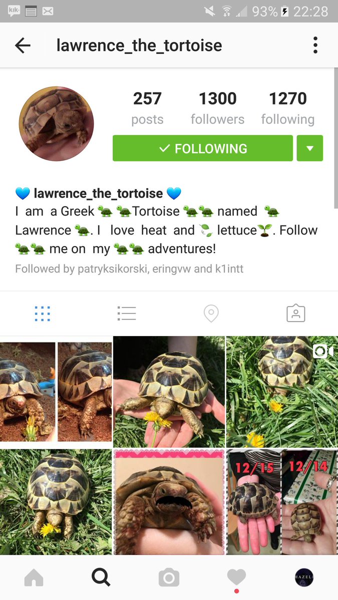 hazeliband's tweet image. Our bassist's tortise has more followers than us. Hopefully lawrence can promote us.