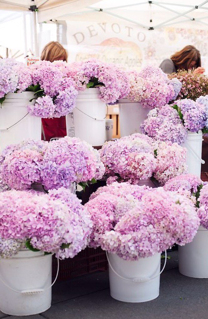 victoriajane44's tweet photo. ugh I want alllll of them 😍💐 https://t.co/myn9rWfidc
