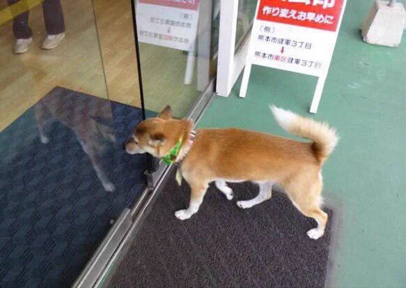 自動ドアに「犬専用」と書いていたけど、そういう事だったのね...www