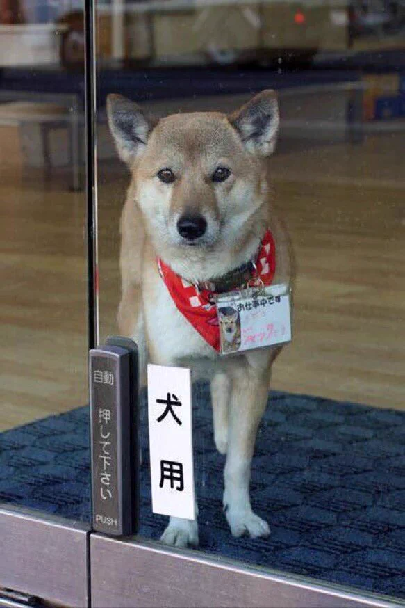 自動ドアに「犬専用」と書いていたけど、そういう事だったのね...www