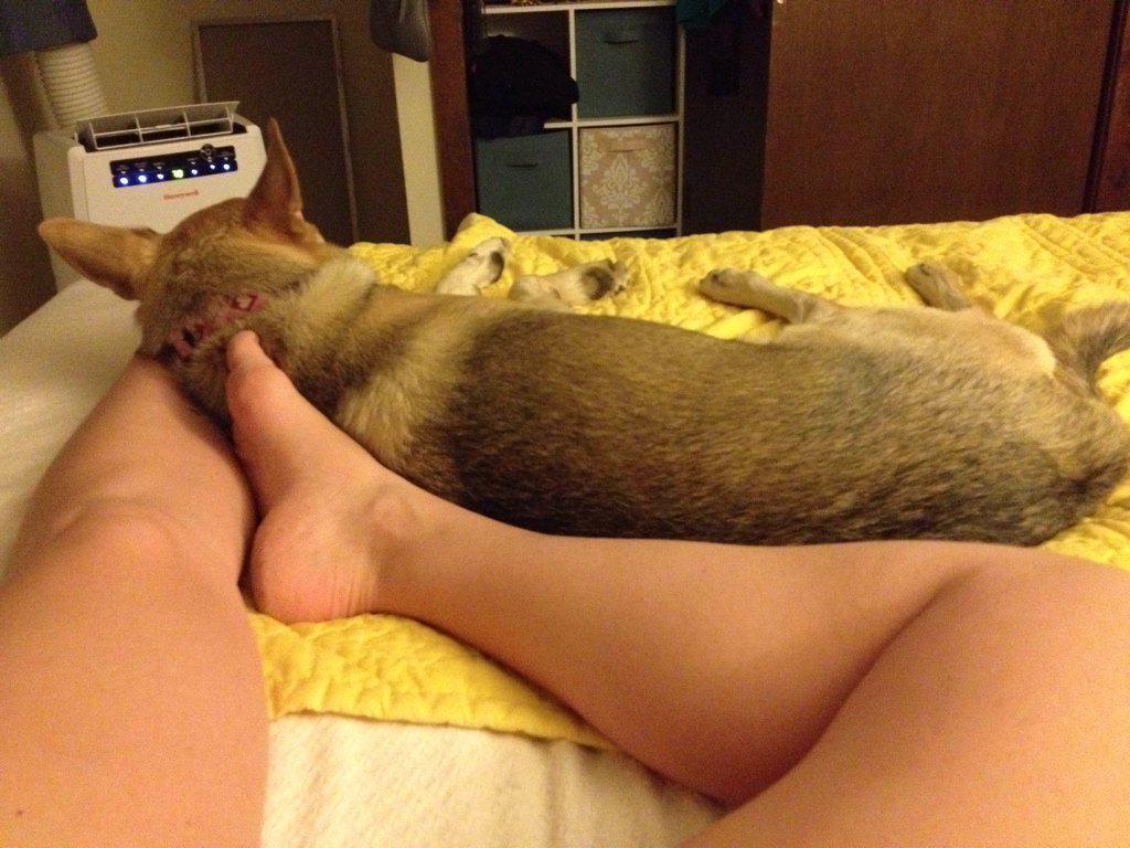 EKruegerWrites's tweet image. My foot has been confiscated. #tiredpuppy #tiredhuman