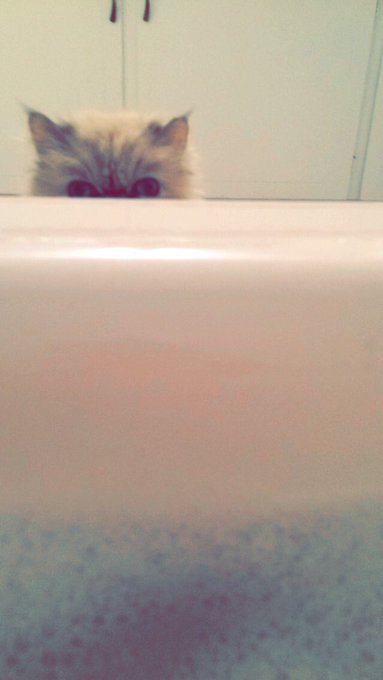 Lola is curious and terrified at the same time. https://t.co/ZDlihH4JpH<a href="/tag/onmfc"class="tags"><span>#onmfc</span></a>