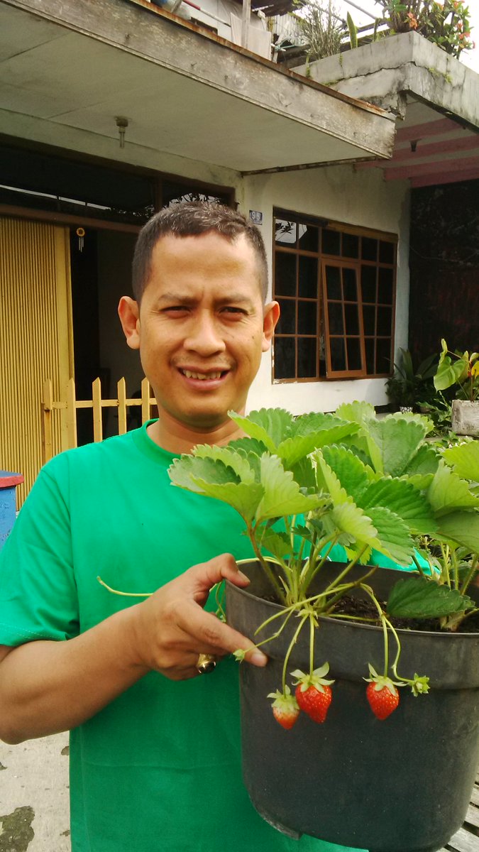 abahwawan04's tweet photo. Urban Farming. Rw 04 Pajajaran menanam strobery didinding tembok warga,hasilnya mantap @ridwankamil https://t.co/NDDkALO5oK