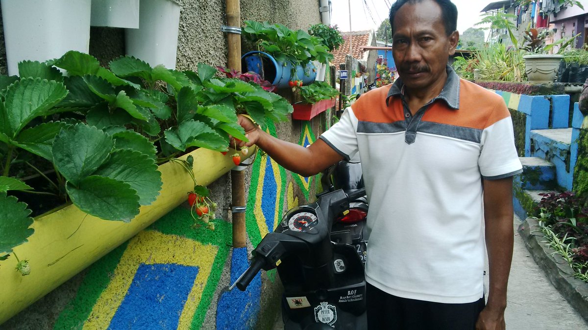 abahwawan04's tweet photo. Urban Farming. Rw 04 Pajajaran menanam strobery didinding tembok warga,hasilnya mantap @ridwankamil https://t.co/NDDkALO5oK