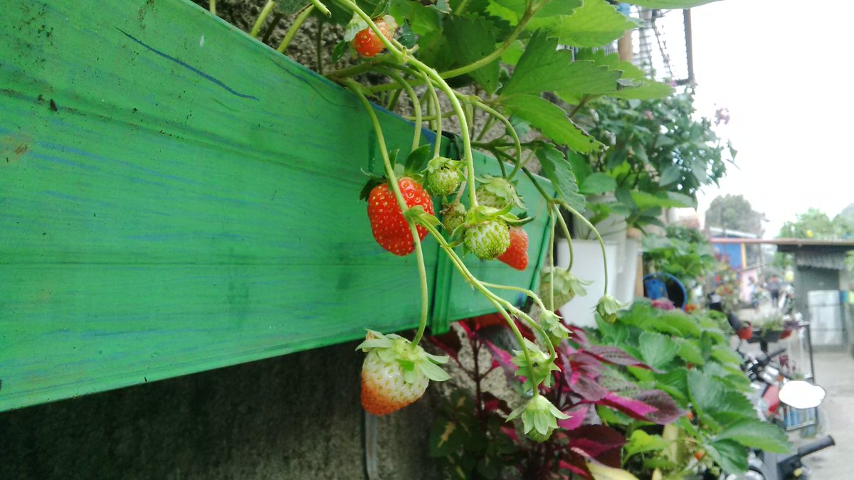 abahwawan04's tweet photo. Urban Farming. Rw 04 Pajajaran menanam strobery didinding tembok warga,hasilnya mantap @ridwankamil https://t.co/NDDkALO5oK