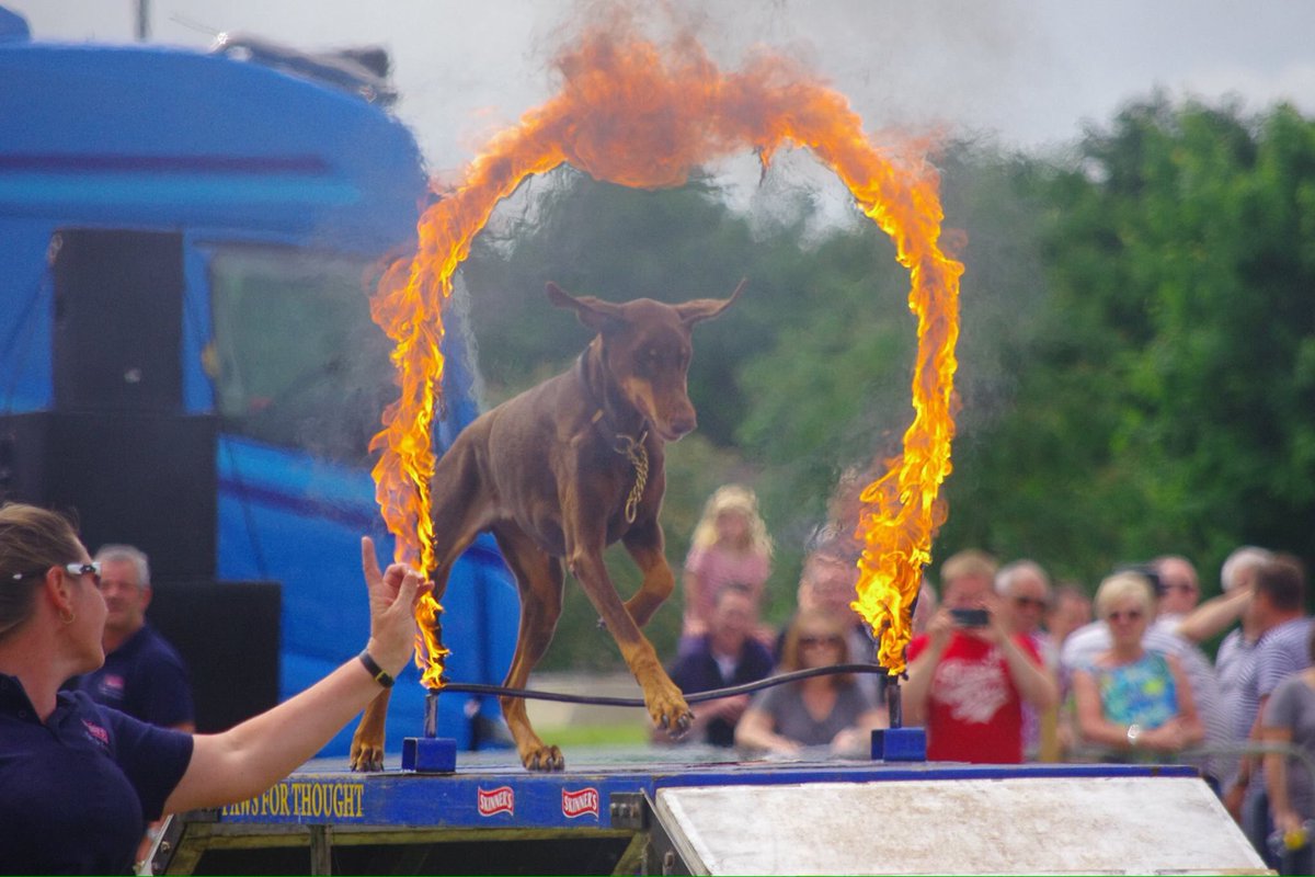 PFTDogDisplay's tweet photo. The fire π₯π₯π₯#flitwickCarnival @EventsFTC @bec_sjones @gcuthb @karapowell306 https://t.co/mAJfZ9N1dJ