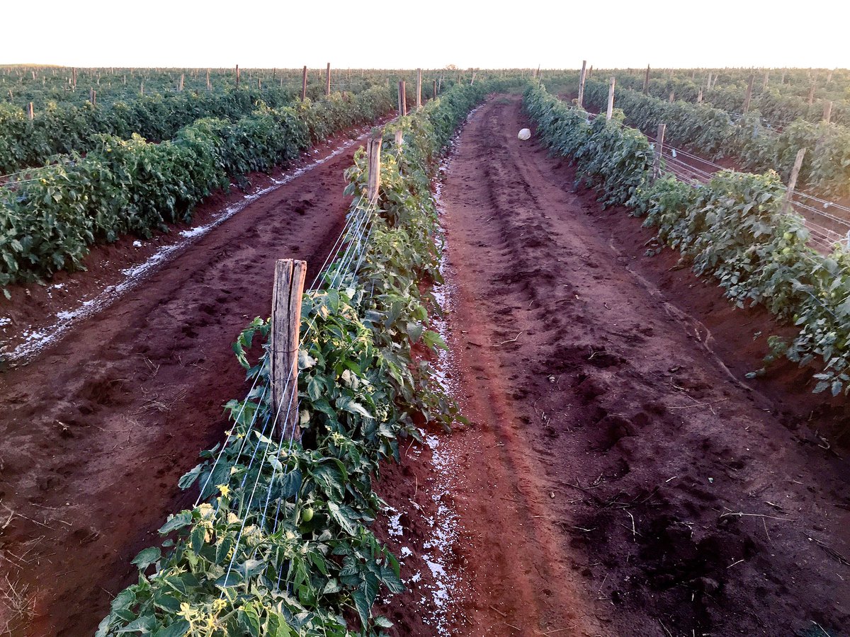 HoekSeedlings's tweet photo. Alvaro - #SaladetteTomatoes. #Hazera #Tomatoes #Saladette #Solanum #Agriculture #Seedlings #HoekSeedlings #Pongola https://t.co/HMxLQ06nuO