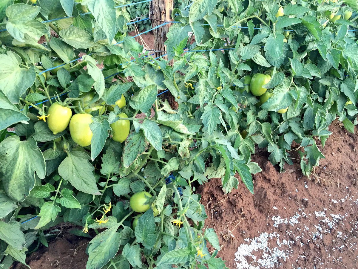 HoekSeedlings's tweet photo. Alvaro - #SaladetteTomatoes. #Hazera #Tomatoes #Saladette #Solanum #Agriculture #Seedlings #HoekSeedlings #Pongola https://t.co/HMxLQ06nuO