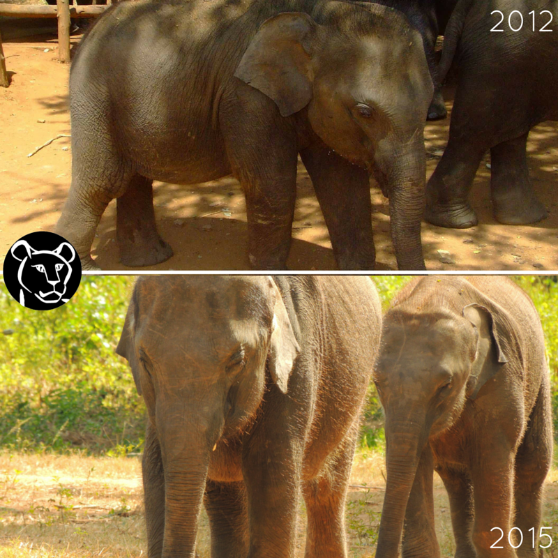 BornFreeFDN's tweet photo. #TBT 2012/2015. Jubilee was rescued after losing her mum. One day she'll return to the wild! https://t.co/1gB1dcQz2o https://t.co/o0RKHjn5gz
