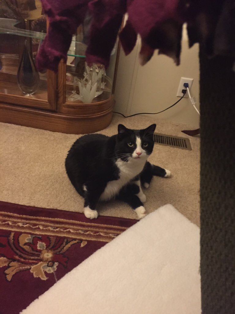 andrebarfel's tweet photo. @DollyParton hi my name is Andrea Barfell I love your music do you like cats name is teddy https://t.co/RJ1Q5PCn0R