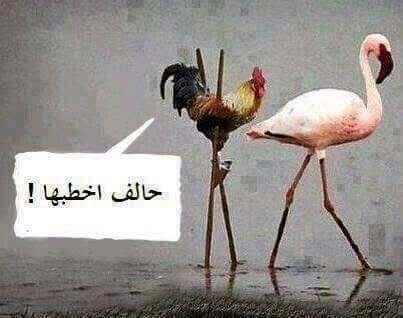 adnan57767's tweet photo. @DelamereIrene صباح الخبر يا عسل أنا من جده أتشرف بمعرفتكي https://t.co/4uSoPmwdyw