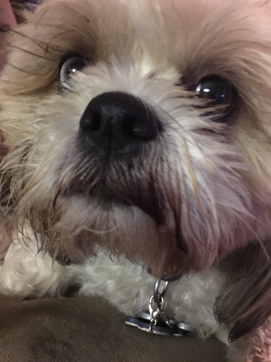 jbix909's tweet photo. #GizmoSays: #JBix; #WheresSylvester? #Dogs #Pets #Animals #Cats #Love #Peace #Pax #Paix #Amore https://t.co/rFHeYQmVdP