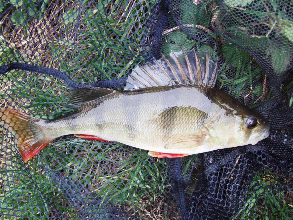 CotswoldRivers's tweet photo. CRT hopes some of you manage to get out fishing rivers today despite the weather we've had #fishing #River #fish https://t.co/nRlxvHQBSS