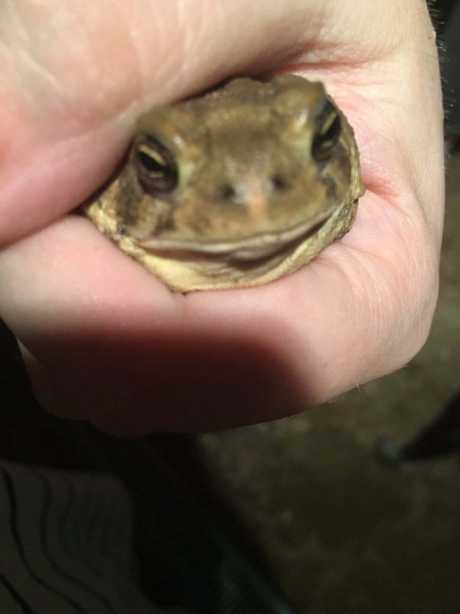 ahnhyos's tweet photo. anyway lil froggers keep getting into the house bc all of the rain this was tonight's friend https://t.co/BKCiEoVAOa