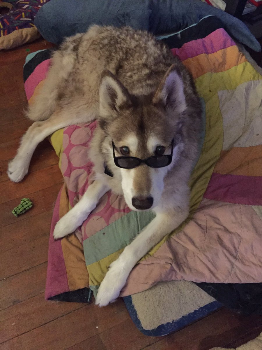 localwolfdog's tweet photo. ah yes I love reading classics such as A Tail of Two Cities and Heart of Barkness #CriticWolf https://t.co/wDLEbVsonY