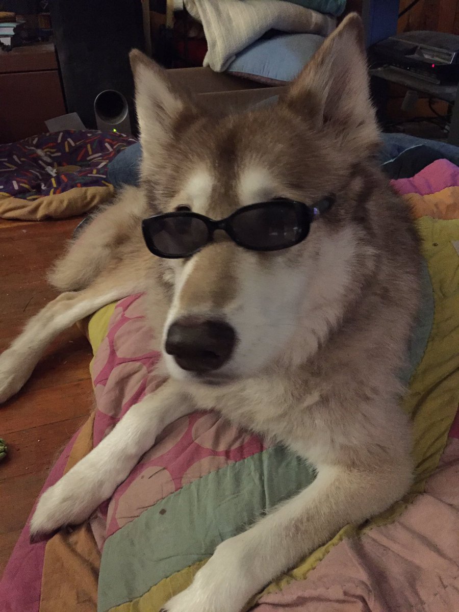 localwolfdog's tweet photo. ah yes I love reading classics such as A Tail of Two Cities and Heart of Barkness #CriticWolf https://t.co/wDLEbVsonY
