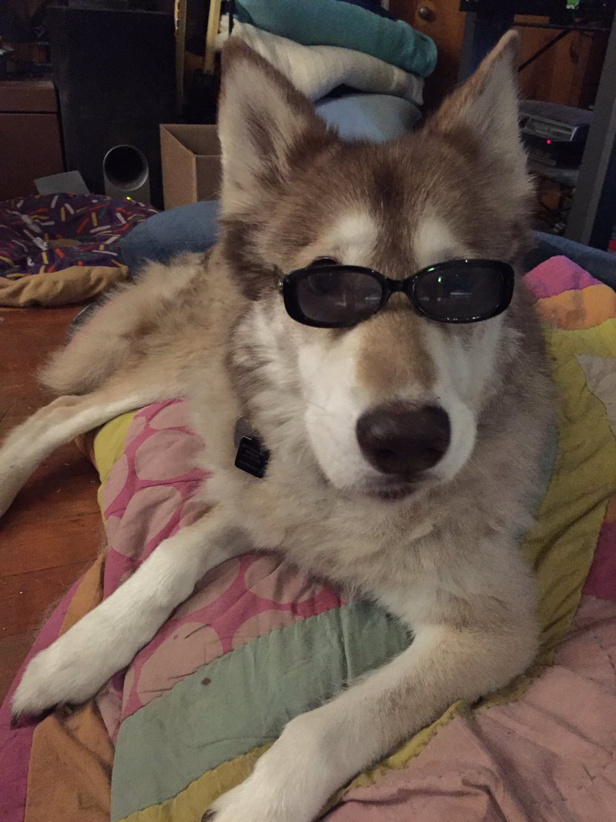 localwolfdog's tweet photo. ah yes I love reading classics such as A Tail of Two Cities and Heart of Barkness #CriticWolf https://t.co/wDLEbVsonY