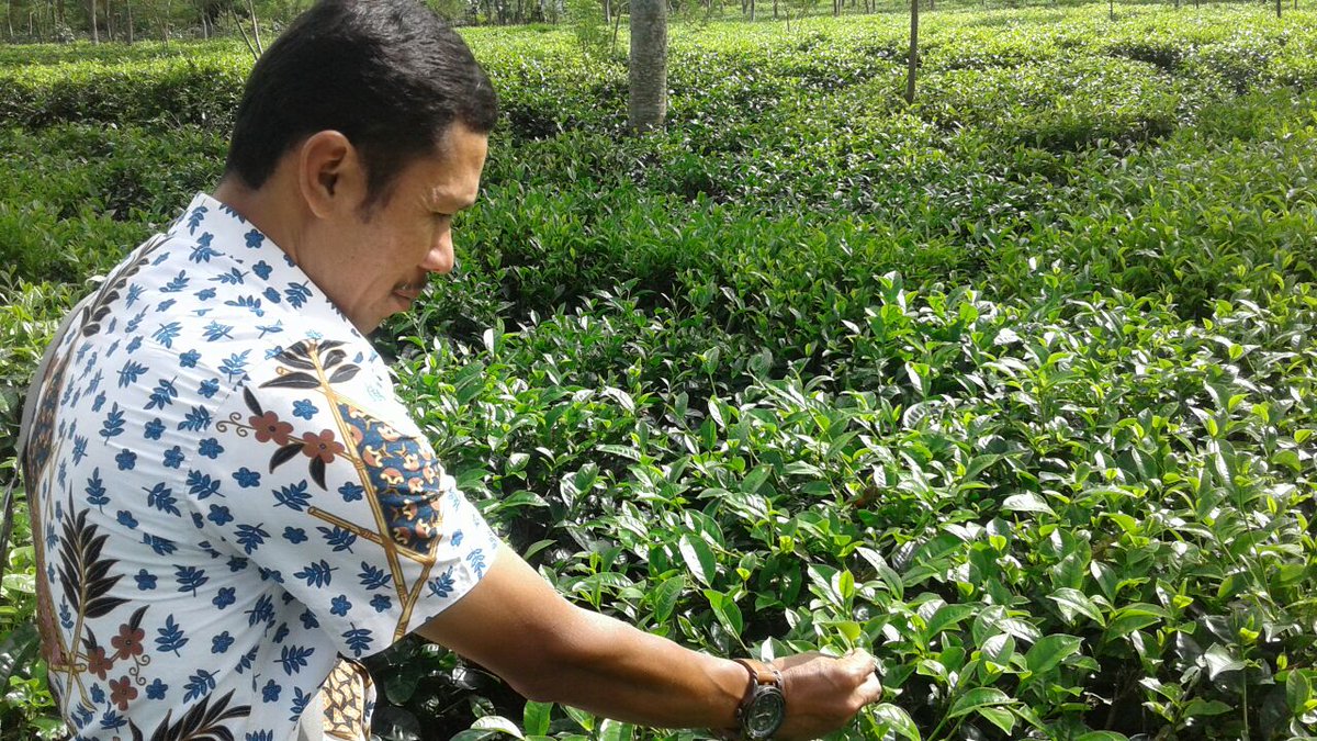 disbun_jabar's tweet photo. Panen Raya Kopi dan Teh di Kebun Dinas Sukajadi. #bpbtp https://t.co/puUDpNlNlG