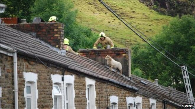 carnedward's tweet photo. Phew I do believe we may of found the last sheep for #shearing2016 ! All done for this year. #Pembrokeshire #lleyn https://t.co/ovlWyjOleG