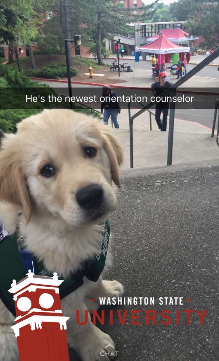 OC_EmmaK's tweet photo. everyone welcome our newest OC to the family 😍🐾 https://t.co/GhstCSCPta
