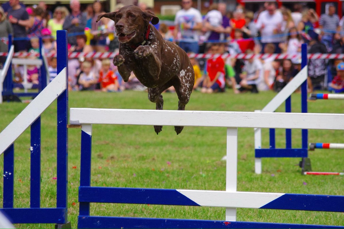PFTDogDisplay's tweet photo. Flying #flitwickCarnival @EventsFTC @Kev1nBray https://t.co/Z6M1NdYq2h