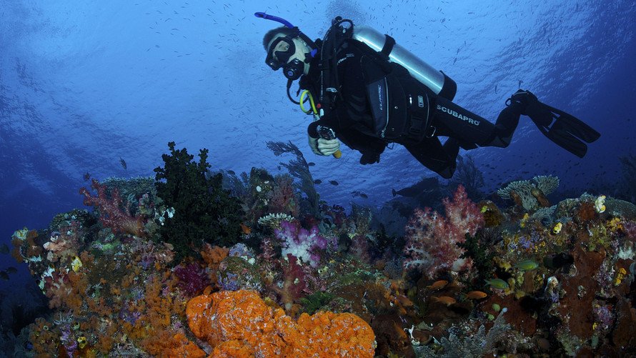 Thought coral bleaching was bad? It's not nearly as bad as this troubling threat to oceans: on.mktw.net/1rqwwgg