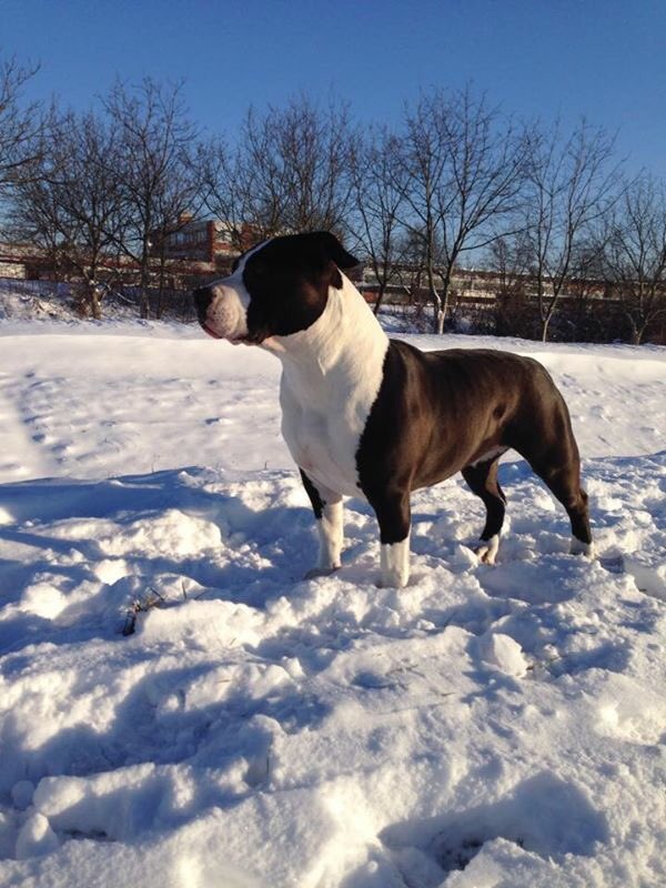 DPustic's tweet image. 