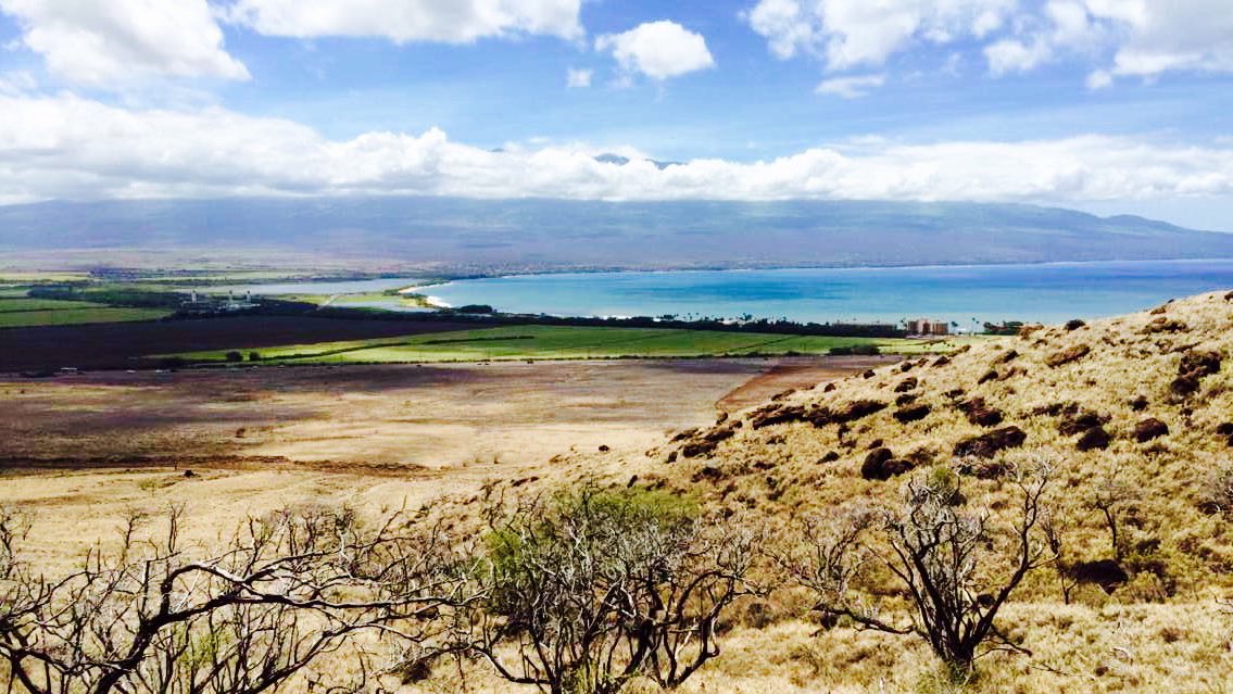 King Kamehameha GC tweet media