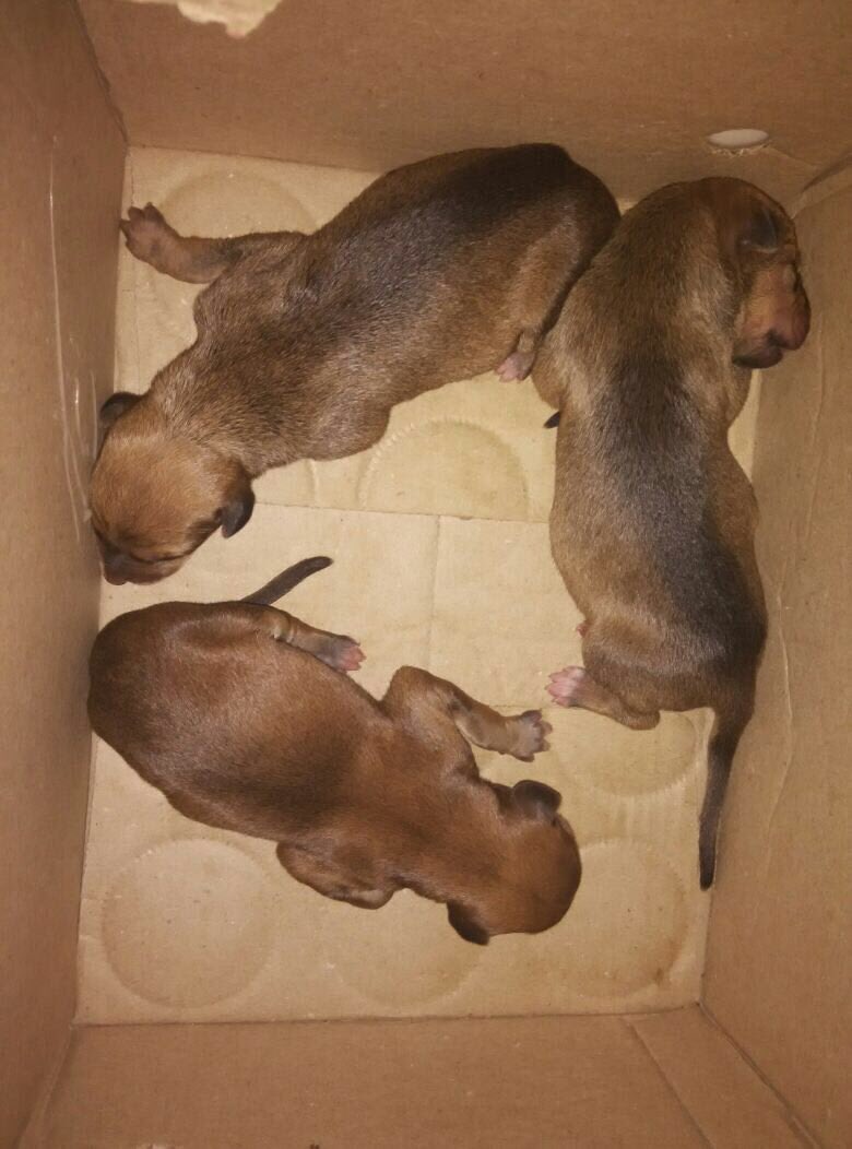 Tara_Deshpande's tweet photo. Litter left at doorstep, Dadar parsee colony, pups haven't even opened eyes. Urgent foster/adopt. +91 96193 54050 https://t.co/b7zebnjwNu