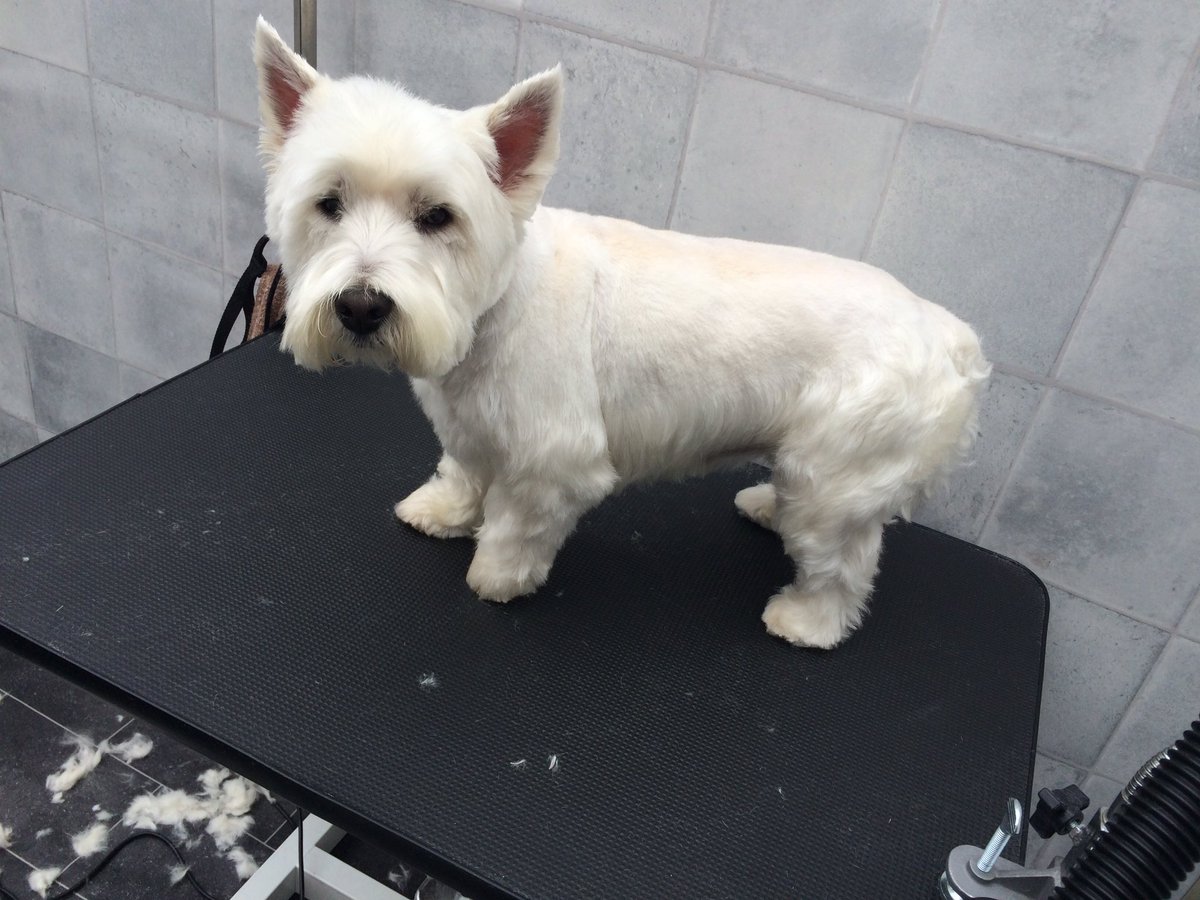 Groomingtons's tweet photo. Westie week @Groomingtons. Cutie Leo is ready for summer @iBristolPeople @dogcelebration @dogownersuk #summerdogs https://t.co/VfEsVoBBJY