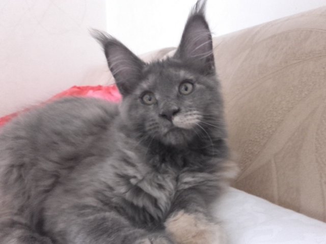 JackiaCat's tweet photo. Кто помнит - ретвит)😽😽 https://t.co/UZgZwgaEKc