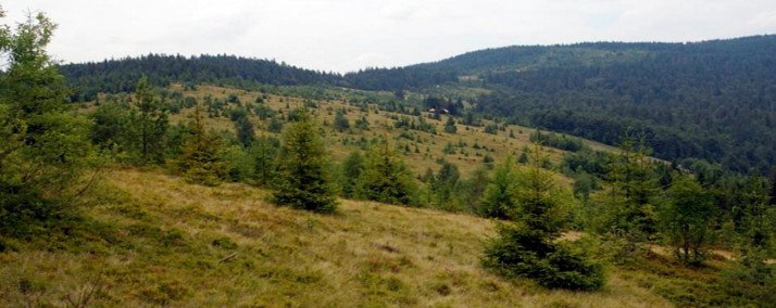 EkoFanka's tweet photo. Karpaty zarastają -  lasów jest już tam 2 razy więcej niż przed 150 laty! :)

https://t.co/8KOnZDG0Gm https://t.co/oisqdZLD9i