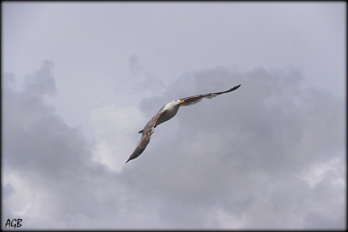 Antonio García Barón (@agarcibarn) on Twitter photo 