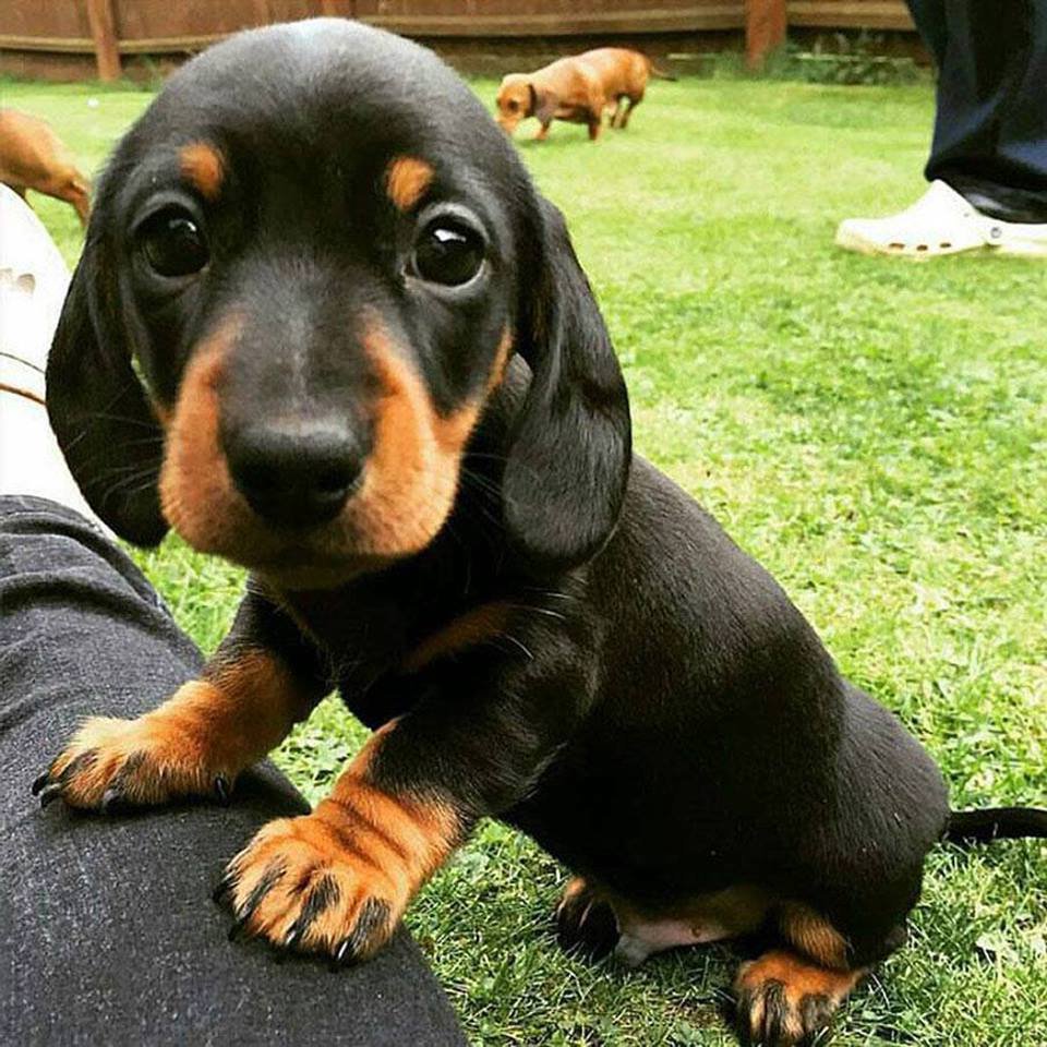Super_GreenZA's tweet photo. This one was too cute to resist. Hit like if you feel the same way. #4everGreen #Lawn
 https://t.co/GzcIEKUp9n https://t.co/ac7rHGVT35