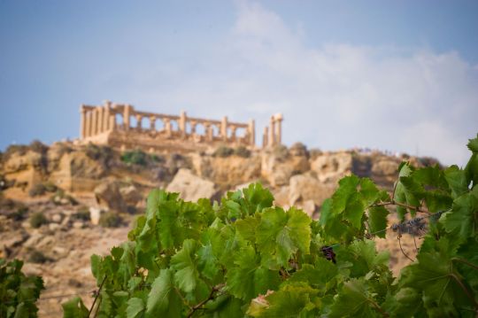 Vitivinicoltura significa salvaguardare il territorio, le sue tradizioni, la sua storia. <a href="/TwitItalianWine/">ItalianWineMarketing</a>