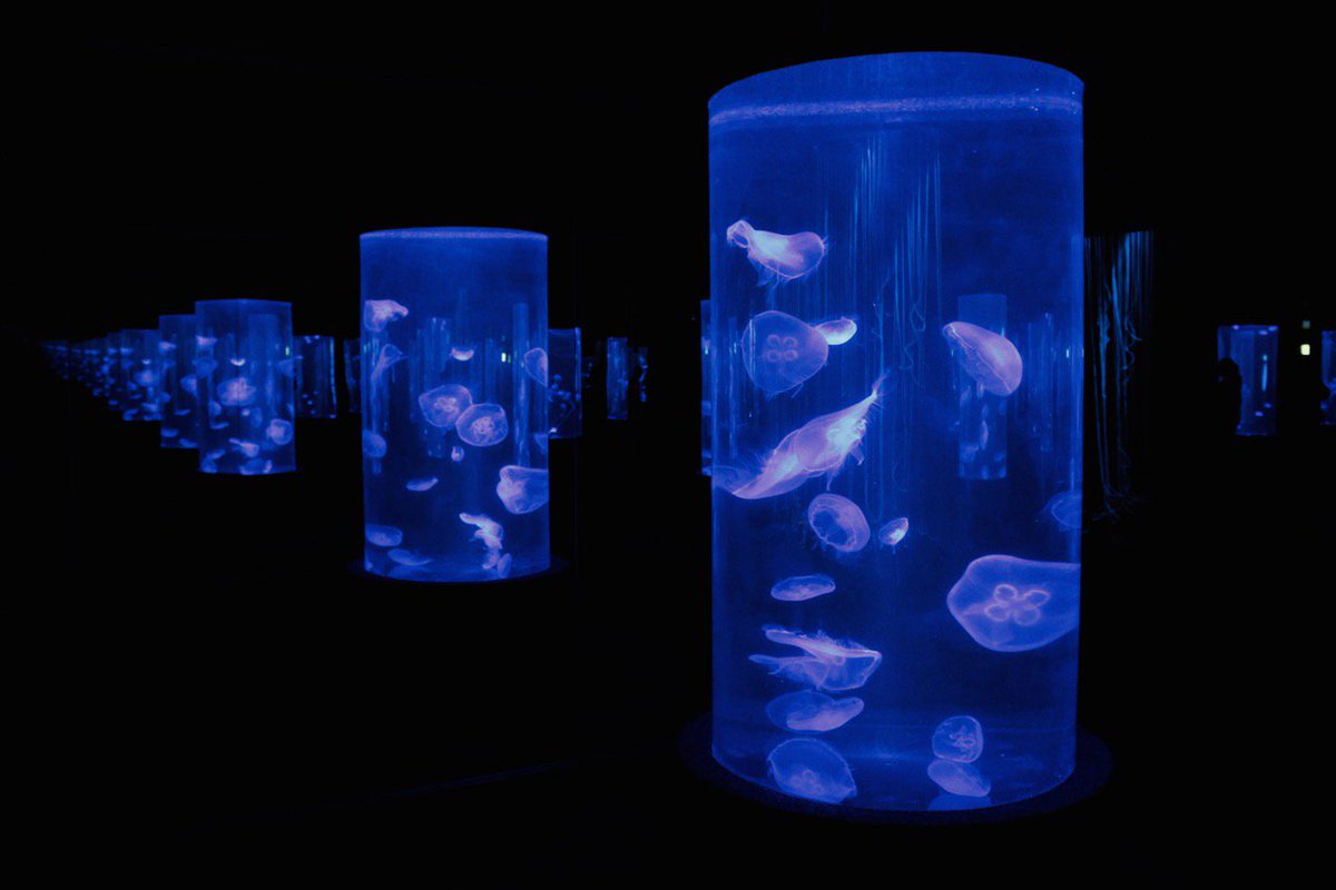 2OceansAquarium's tweet image. In photos: The I&amp;amp;J Ocean Exhibit and Jelly Gallery open in Cape Town #CapeTown @ijltd aquarium.co.za/blog/entry/in-…