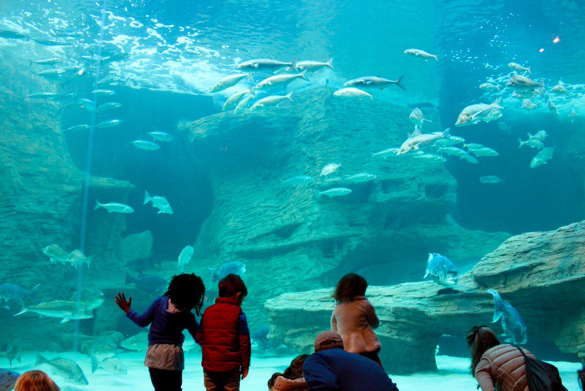 2OceansAquarium's tweet image. In photos: The I&amp;amp;J Ocean Exhibit and Jelly Gallery open in Cape Town #CapeTown @ijltd aquarium.co.za/blog/entry/in-…