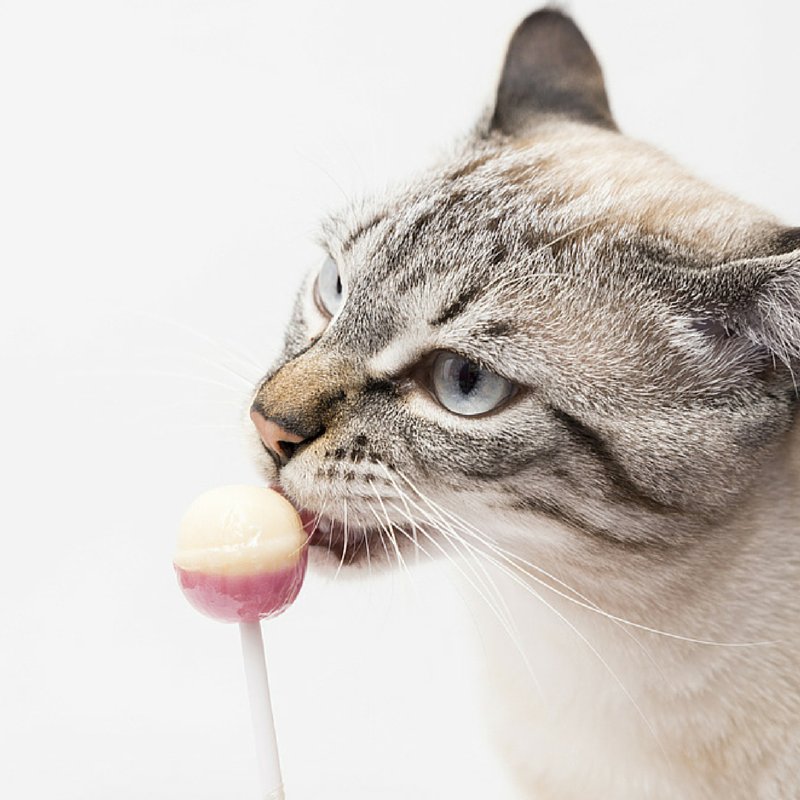 Feliway's tweet photo. #Feliway Fact: #cats are unable to detect sweetness in anything they taste. https://t.co/43elVbqKll
