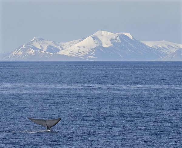 UNISvalbard's tweet photo. The blue whale is getting more common in #Svalbard! This one was spotted during #Outreach2016 @UiTromso #bluewhale https://t.co/35yPcaViJf